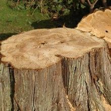 Tree Stump